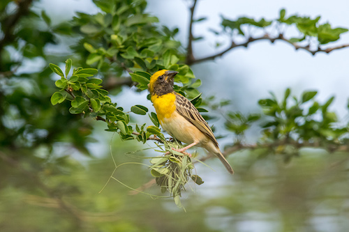 Baya Weaver at the Amphitheatre