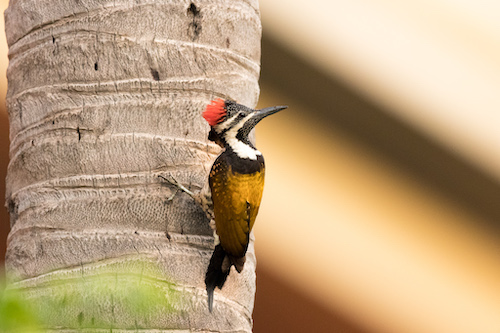Black-rumped Flameback, the dead-tree woodpecker
