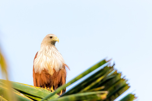Brahminy Kite at Malhar