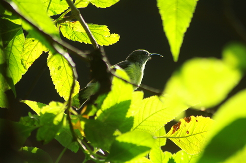 Purple-rumped Sunbird at Malhar