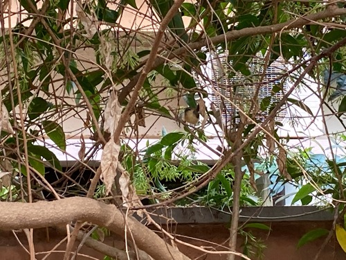 Ashy Prinia at Malhar