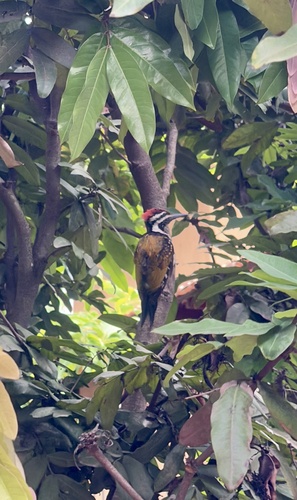 Black-rumped Flameback at Malhar