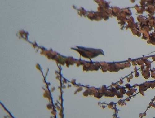 Chestnut-tailed Starling at Malhar
