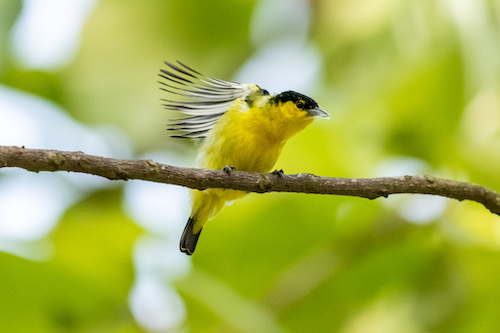 Common Iora in the canopy