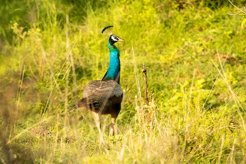 Indian Peafowl in the Malhar greens