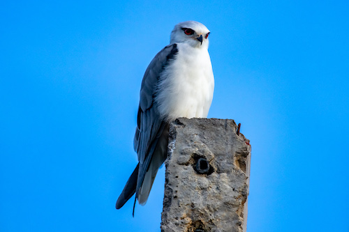 Black-winged Kite overhead