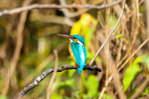 Common Kingfisher at the wetland edge