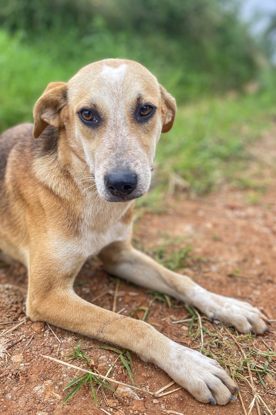 Biscuit — a community dog at Malhar