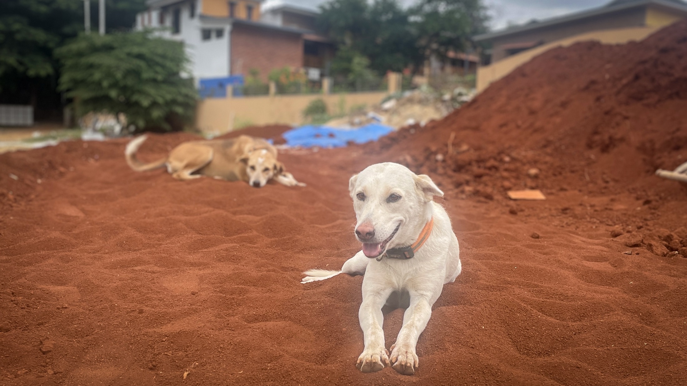 Community dogs of Malhar resting together in the shade