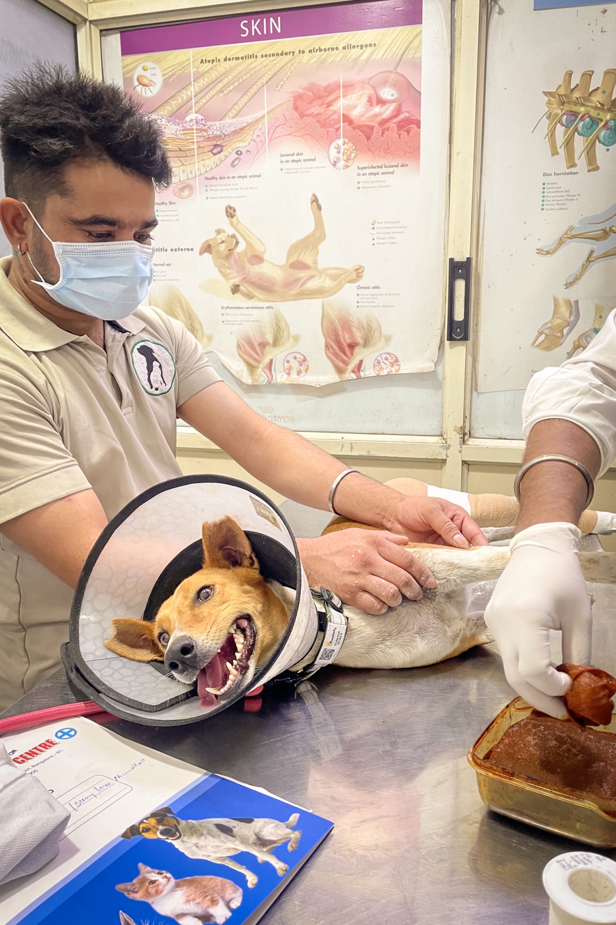A volunteer feeding and checking on a community dog